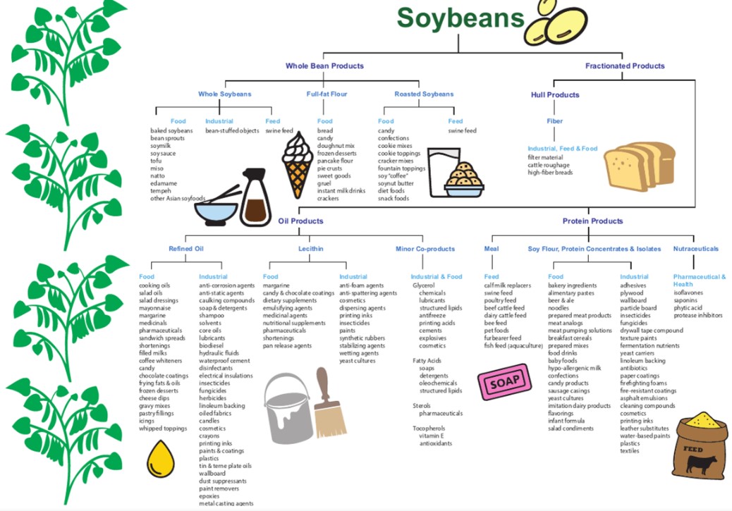 Cargill Soybeans Food Chain Snapshot